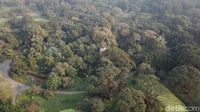 Foto Drone: Hutan dari Satu Pohon di India