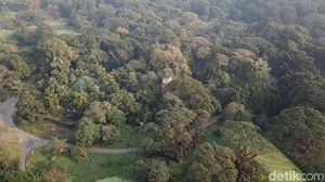 Foto Drone: Hutan dari Satu Pohon di India