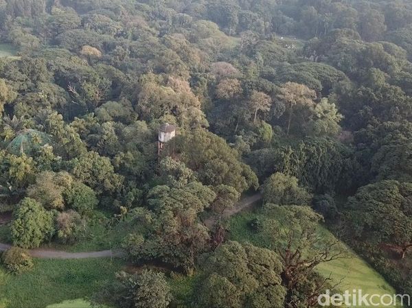 Foto Drone: Hutan dari Satu Pohon di India