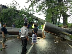 Hujan Angin di Pasuruan, 9 Pohon Besar Tumbang Tutup Jalan