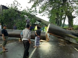 Hujan Angin di Pasuruan, 9 Pohon Besar Tumbang Tutup Jalan Hujan Angin di Pasuruan, 9 Pohon Besar Tumbang Tutup Jalan