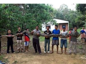 Ular Piton 6 Meter Ditemukan di Sumur Malaysia, Beratnya 80 Kg