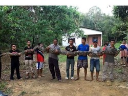 Ular Piton 6 Meter Ditemukan di Sumur Malaysia, Beratnya 80 Kg