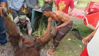 Foto: Orangutan yang Nyasar ke Kebun Warga di Kalteng Dievakuasi