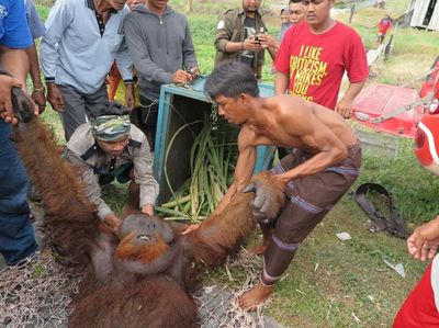 Foto: Orangutan yang Nyasar ke Kebun Warga di Kalteng Dievakuasi