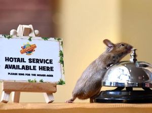 Bukan Film Kartun, Tikus Ini Sungguhan Kerja di Hotel Sambut Tamu