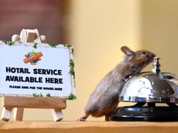 Bukan Film Kartun, Tikus Ini Sungguhan Kerja di Hotel Sambut Tamu