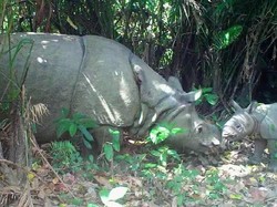 Pemerintah Bangun Bank Sperma Badak Jawa untuk Cegah Kepunahan