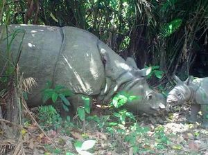 4 Badak Jawa Lahir Sepanjang 2019 di Ujung Kulon 4 Badak Jawa Lahir Sepanjang 2019 di Ujung Kulon
