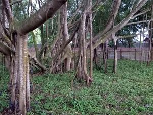 Legenda Cinta Tan Bun An Vs Siti Fatimah dan Guci Berisi Emas