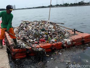 Petugas Berjibaku Membersihkan Danau Sunter dari Sampah Petugas Berjibaku Membersihkan Danau Sunter dari Sampah