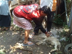 Diduga Ulah Anjing Liar, 6 Kambing Mati Mendadak di Probolinggo