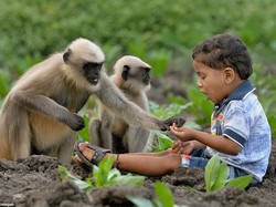 Akrab dengan Kawanan Monyet, Bocah 2 Tahun Ini Dijuluki Mowgli