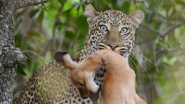 Foto Sadis Tapi Keren Saat Hewan Liar Berburu