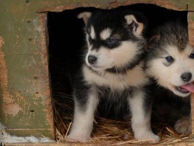 Foto: Anjing-anjing Lucu Penjelajah Salju di Kanada