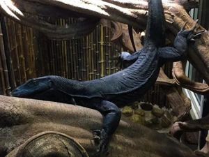 Foto: Black Dragon, Si Komodo Hitam yang Gahar Foto: Black Dragon, Si Komodo Hitam yang Gahar