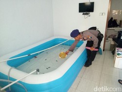 Ini Modus Baru Penyelundupan Baby Lobster yang Tak Terdeteksi X-Ray