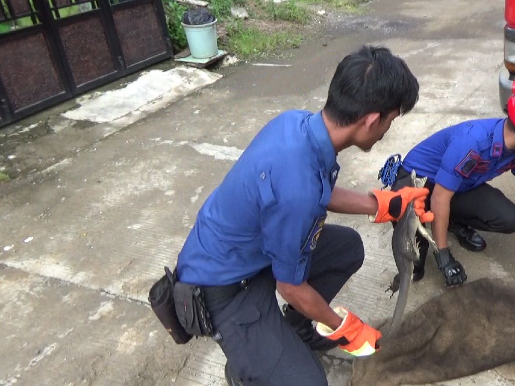 Aksi Petugas Damkar Tangkap Biawak 1 Meter yang Masuk Rumah Warga