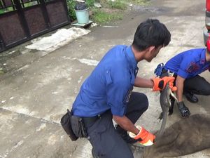 Aksi Petugas Damkar Tangkap Biawak 1 Meter yang Masuk Rumah Warga Aksi Petugas Damkar Tangkap Biawak 1 Meter yang Masuk Rumah Warga