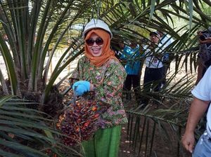 Klasterisasi Plasma Sawit Swadaya di Kutai Timur Klasterisasi Plasma Sawit Swadaya di Kutai Timur