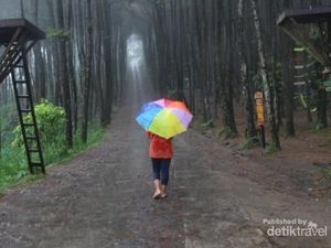 Hutan Pinus Kekinian di Magelang
