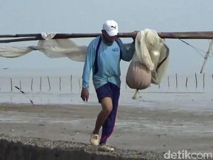 Musim Panen Rebon yang Tak Lagi Menggairahkan di Perairan Rembang Musim Panen Rebon yang Tak Lagi Menggairahkan di Perairan Rembang