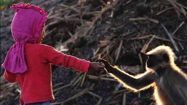 Potret Berani Bocah laki-laki yang Main Bareng Sekawanan Monyet