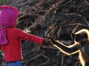 Potret Berani Bocah laki-laki yang Main Bareng Sekawanan Monyet