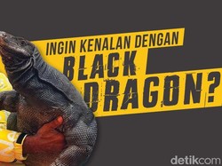 Viral Pria Gendong Black Dragon, Ini Bedanya dengan Komodo