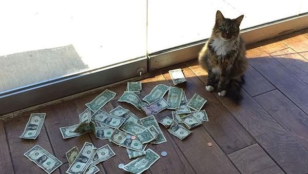 Lucu Banget! Kucing ini Kumpulkan Duit Buat Orang Miskin