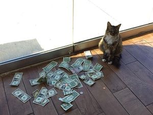 Lucu Banget! Kucing ini Kumpulkan Duit Buat Orang Miskin