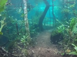 Bukan Danau, Ini Jalur Hiking Bawah Air di Brasil