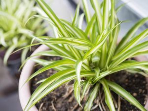 Unik! Tanaman Ini Bisa Melayang dan Berputar Sendiri