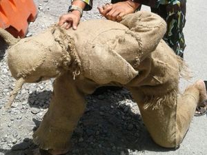 Terobos Satbrimob Sulteng, Pria Karung Goni Stres karena Warisan Terobos Satbrimob Sulteng, Pria Karung Goni Stres karena Warisan