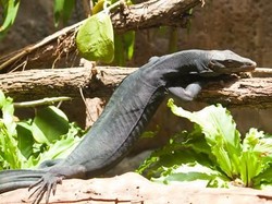 Liburan di Kosta Rika, Bisa Lihat Black Dragon