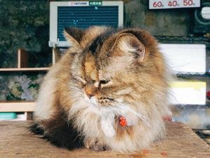 Foto: Ih Lucu, Desa Penuh Kucing di Taiwan