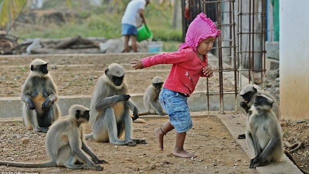 Akrab dengan Kawanan Monyet, Bocah 2 Tahun Ini Dijuluki Mowgli