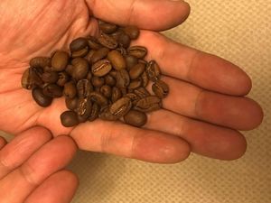 Ingin Susul Vietnam, Kementan Genjot Produksi Kopi RI