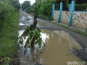 Pohon Pisang Hiasi Jalan Rusak di Cihampelas Bandung Barat