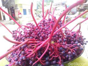 Parijoto dan Alkesa, 2 Buah Eksotis dan Unik dari Jawa Tengah Parijoto dan Alkesa, 2 Buah Eksotis dan Unik dari Jawa Tengah