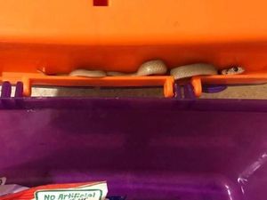 Populasi Bayi Ular Mematikan di Australia Meledak, Petugas Kewalahan