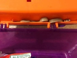 Bayi Ular Coklat Mematikan Ditemukan di Kotak Makan Anak