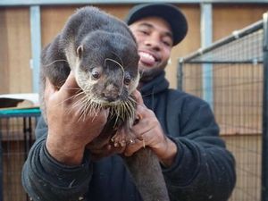 Foto: Kenalan Lebih Dekat Sama Si Pria yang Gendong Komodo