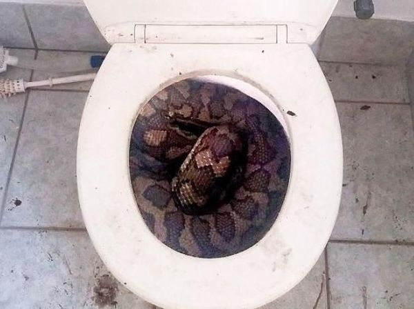 Penemuan Ular Tak Terduga di Kotak Makan, Toilet, hingga Kulkas