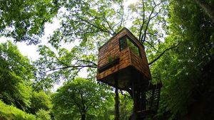 Ini Rumah Pohon yang Paling Amazing