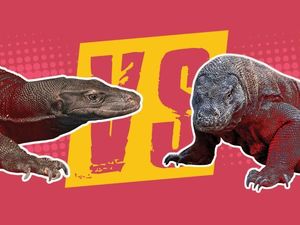 Duel Black Dragon VS Komodo Dragon