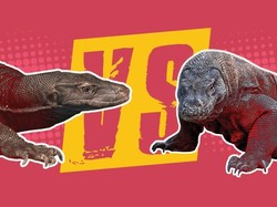 Duel Black Dragon VS Komodo Dragon