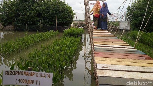 Wisata Hutan Mangrove Baru Favorit Anak Muda di Demak