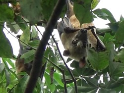 Waduh! Kelelawar Disebut Bawa Ancaman Penyakit Baru di Indonesia