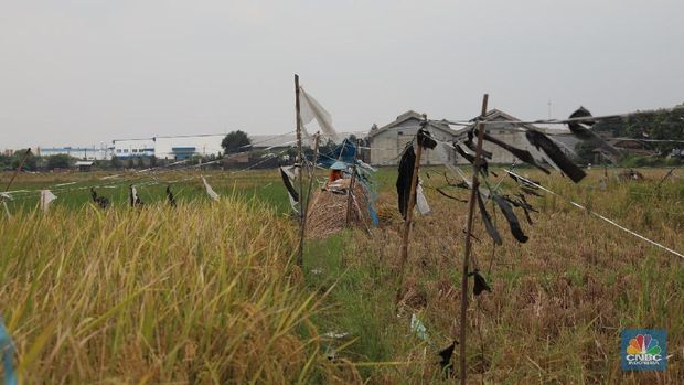 Buruh tani padi memanen padi diKawasan persawahan Primeter Selatan, Tangerang, Banten, Kamis (1/3/2018). Badan Pusat Statistik (BPS) mencatat nilai rata-rata Gabah Kering Panen (GKP) di tingkat petani sebesar Rp 5.207,00 per Kg alias turun 3,84 persen dan di tingkat penggilingan Rp 5.305,00 per Kg di Februari 2018. (CNBC Indonesia/Muhammad Sabki)